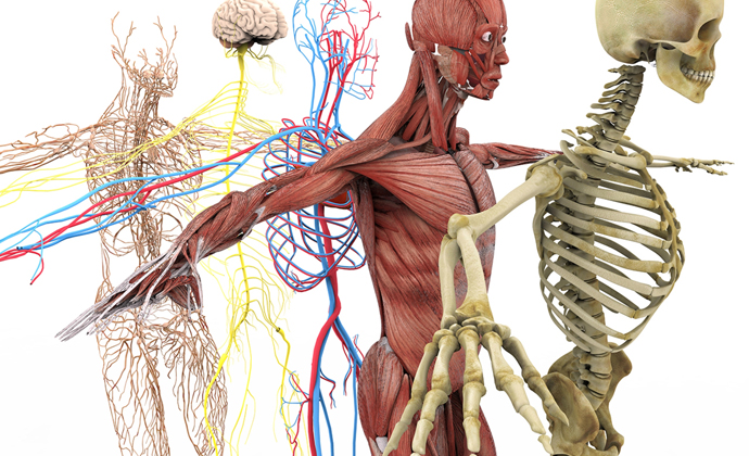  Pathological Anatomy