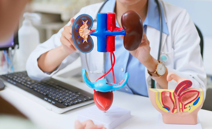  Urology